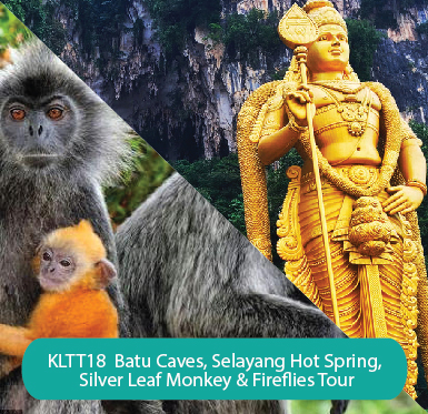 Batu Caves, Selayang Hot Spring, Silver Leaf Monkeys & Fireflies Tour